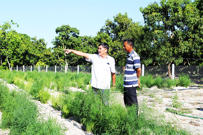 Ông Nguyễn Lai (trái) thăm mô hình trồng măng tây ở Cam Đức.