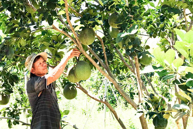 Ông Ngô Sáu (xã Ninh Tây) là nông dân sản xuất kinh doanh giỏi  với mô hình trang trại trồng cây ăn quả. 