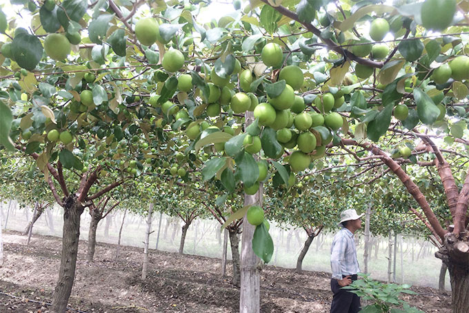 Một mô hình trồng táo theo tiêu chuẩn VietGAP tại xã Cam Thành Nam.