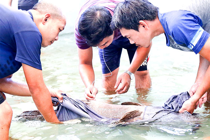 Nghiên cứu phát triển cá song vua: giải quyết khó khăn về con giống