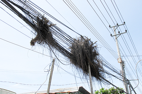 Gốc cây mắc trên cáp viễn thông