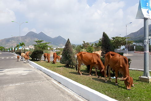 Đàn bò thả rông ăn cỏ trên dải phân cách tại phường Vĩnh Hòa, TP. Nha Trang.