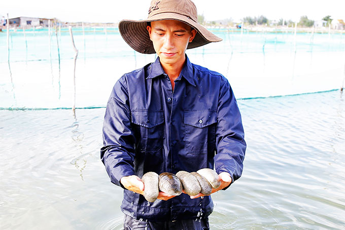 Hải sâm cát sau 6 tháng nuôi tại Trung tâm Quốc gia giống Hải sản miền Trung.