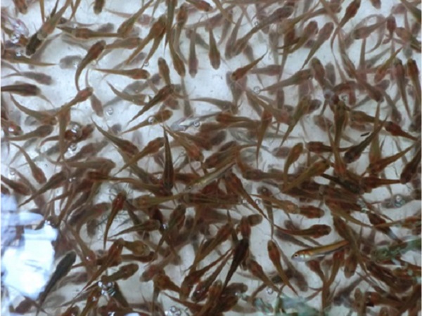 Sản xuất hơn 4,7 tỷ con giống