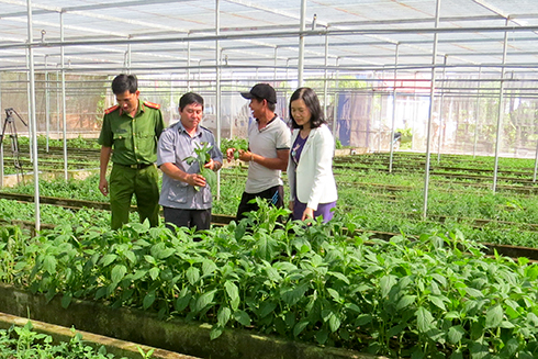 Sản xuất rau an toàn tại xã Ninh Đông, thị xã Ninh Hòa.