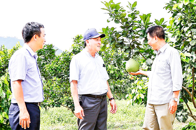 Lãnh đạo Sở Nông nghiệp và Phát triển nông thôn tham quan mô hình trồng bưởi xen ổi tại vườn ông Luyện.