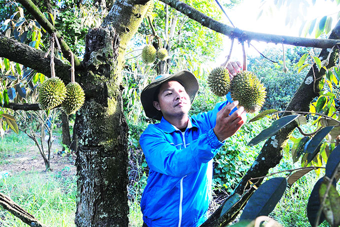 Hiệu quả từ tổ hợp tác thanh niên