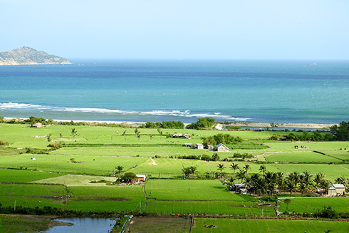 Những cánh đồng tỏi ở Ninh Vân