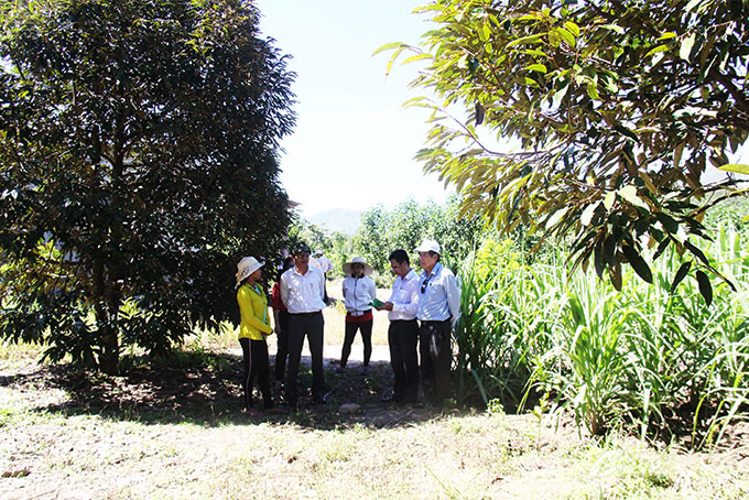 Đoàn giám sát tham quan mô hình trồng sầu riêng, mía tím của hộ ông Cao Nghiệp.