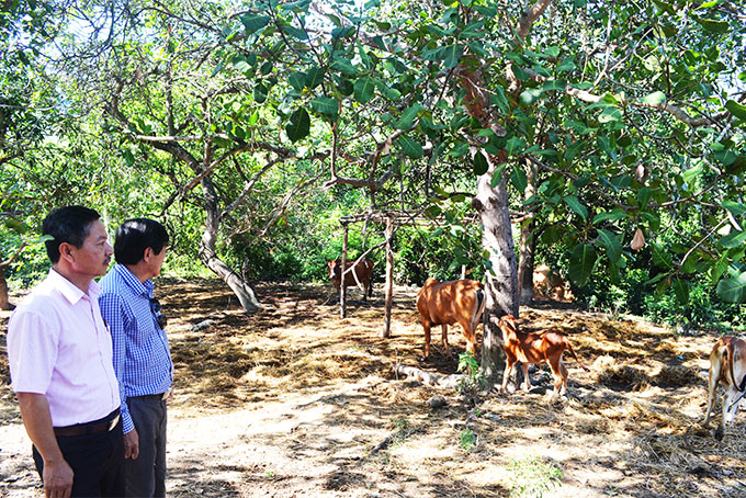 : Đoàn giám sát đến thăm mô hình nuôi bò của hộ Cao Mấu Hồng Long ở xã Sơn Tân.