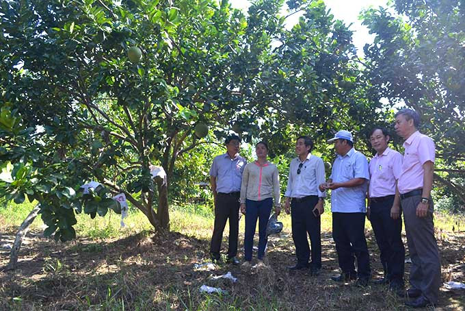 Đoàn giám sát thăm mô hình sản xuất nuôi dê và trồng bưởi da xanh của hộ Cao Văn Lếp.