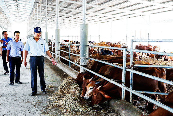 Trang trại nuôi bò công nghệ cao Thông Thuận: Thêm cơ hội việc làm cho người dân