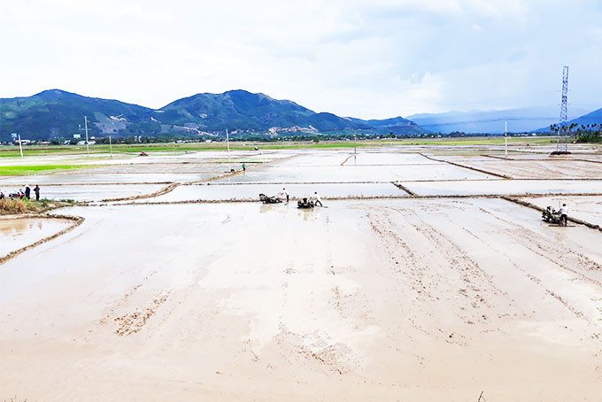 Làm đất tại cánh đồng Cầu Lùng, huyện Diên Khánh.