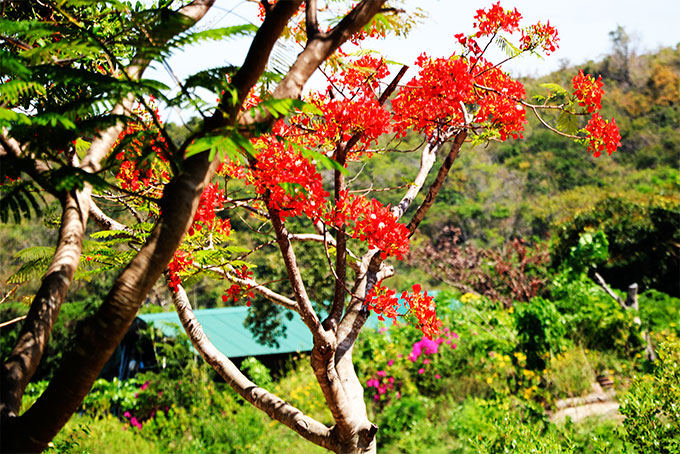 Những mùa hoa phượng