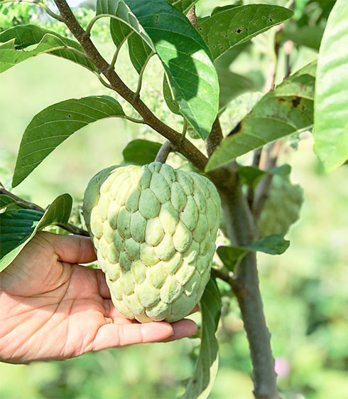 Mãng cầu phát triển tốt, cho trái đẹp sau 1 năm trồng ở xã Ninh An.