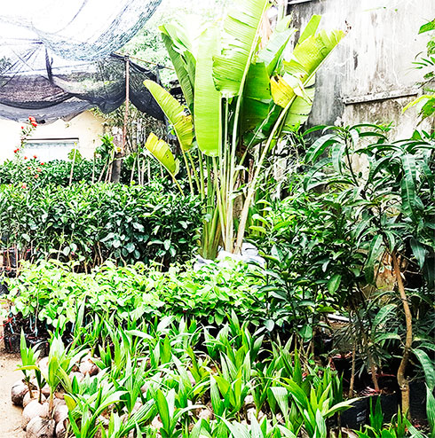 Ngồi nhớ chuyện quê