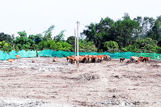 Sử dụng phế phẩm để chăn nuôi gây ô nhiễm môi trường