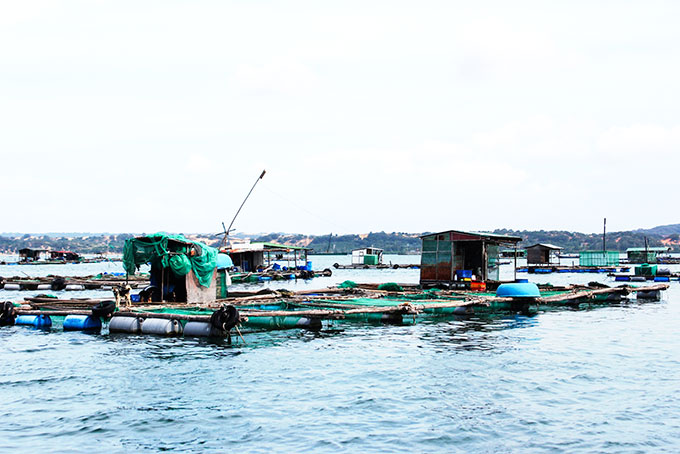 Hiện nay, người dân vẫn tiếp tục nuôi trồng thủy sản tự phát ở ven bờ vịnh Cam Ranh.