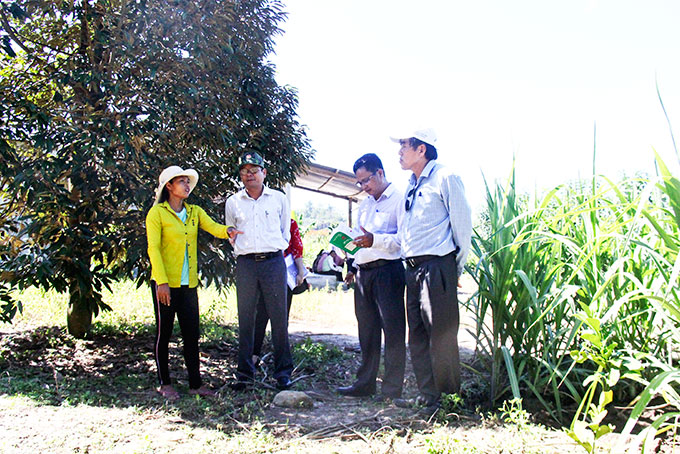 Ban Dân tộc HĐND tỉnh tham quan mô hình trồng cây ăn quả của gia đình ông Cao Nghiệp, xã Ba Cụm Bắc.
