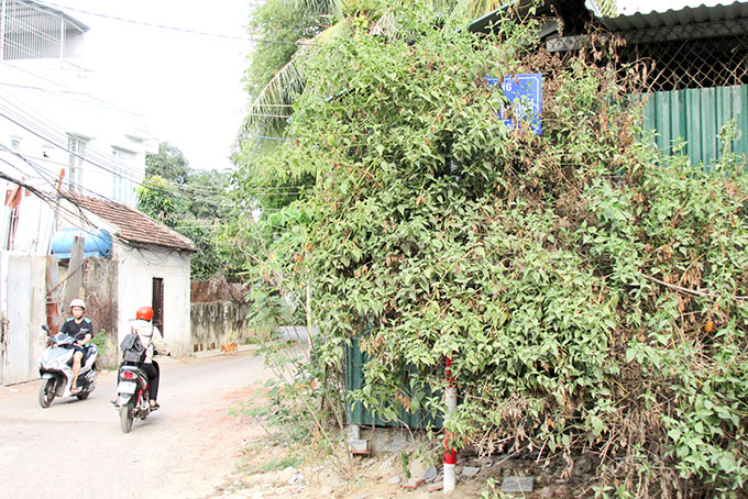 Biển báo tên đường nằm trong bụi cây