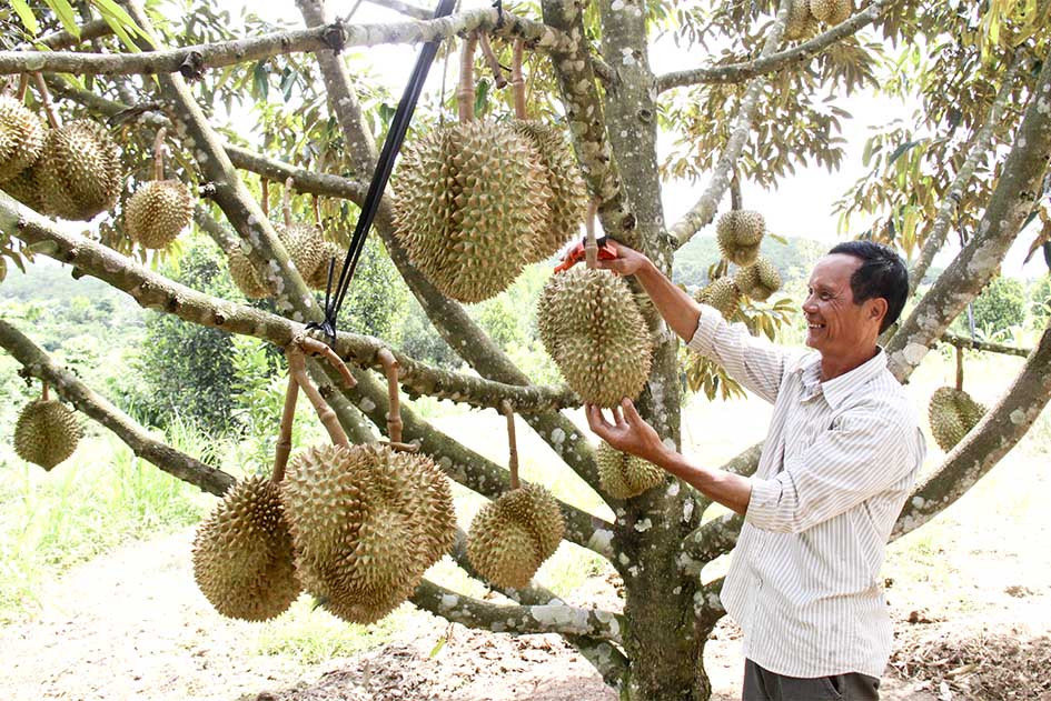 Sầu riêng - đặc sản của huyện Khánh Sơn đã được xúc tiến đưa vào siêu thị. Ảnh: BKH