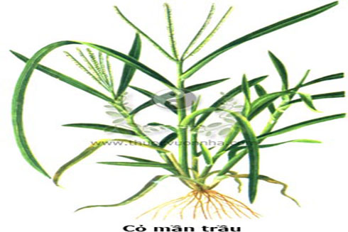 Cỏ mần trầu tiêu viêm, trừ thấp