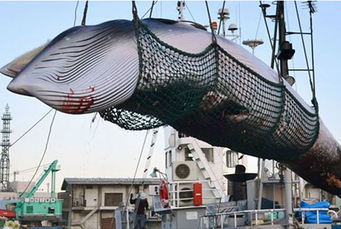 Cá voi do Nhật Bản săn bắt. Ảnh: WSJ.