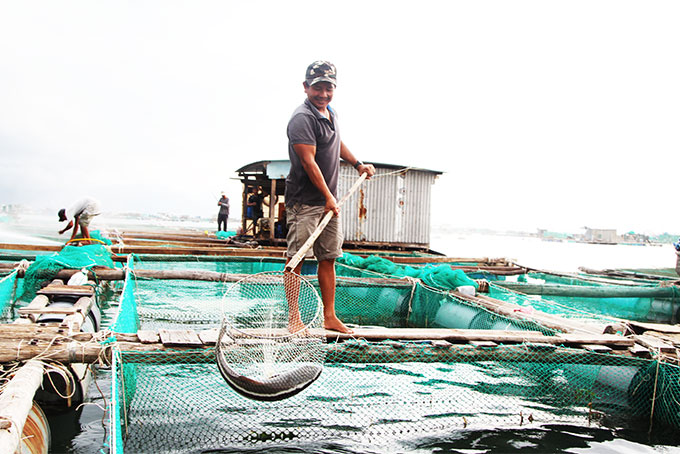Nuôi cá bớp ở vùng biển phường Cam Phúc Nam, TP. Cam Ranh  không phù hợp quy hoạch nhưng chưa thể di dời.