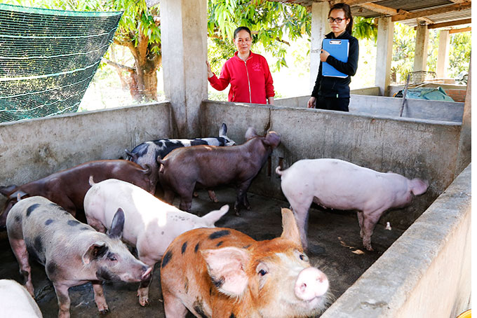 Cán bộ xã kiểm tra tình hình chăn nuôi heo của một hộ dân ở Cam Hiệp Bắc (Cam Lâm).