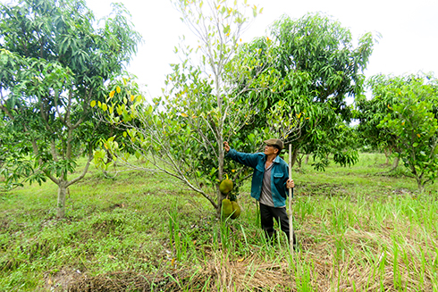 Xuan Son Commune changing plants well