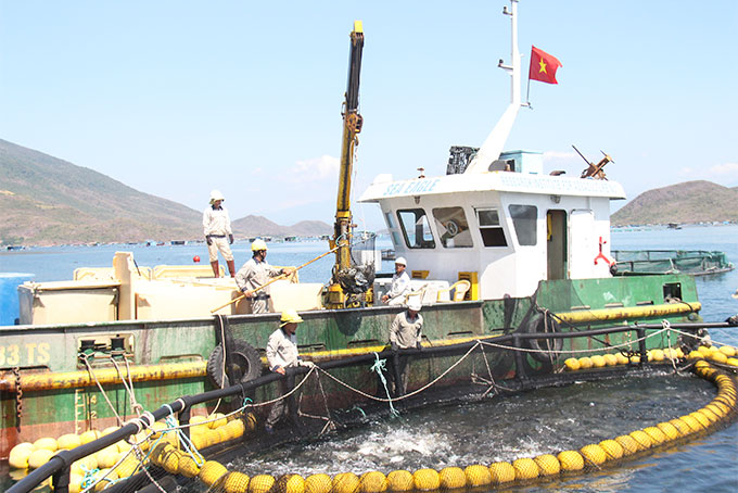 Tiềm năng phát triển nuôi biển