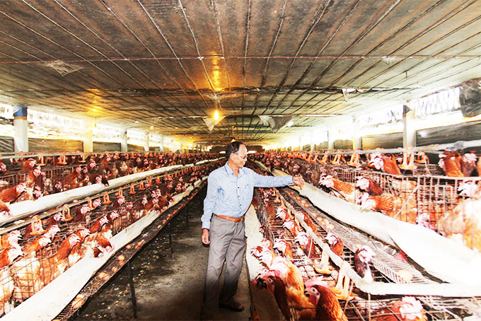 Với mô hình nuôi gà trại lạnh, cựu chiến binh Nguyễn Hữu Tường (xã Cam Thành Bắc)  trở thành gương sản xuất kinh doanh giỏi cấp tỉnh suốt 10 năm qua.