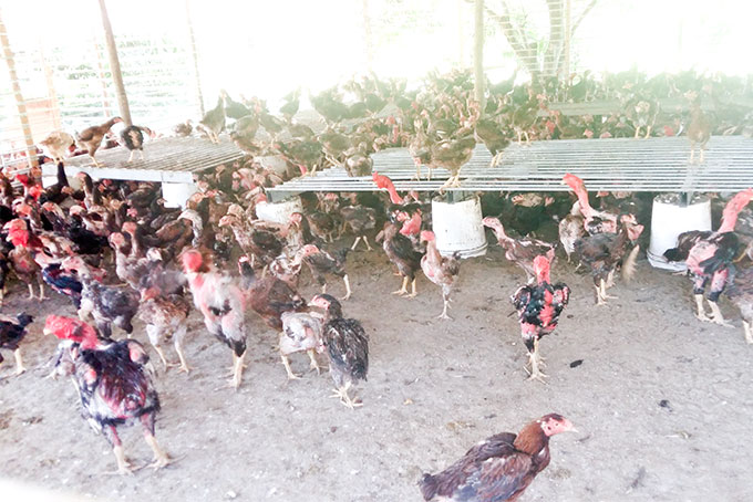 Tổ hợp tác nuôi gà thịt tại xã Ninh An, thị xã Ninh Hòa.