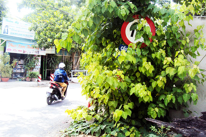 Biển báo, tên cầu bị che khuất