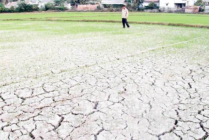 Lúa hè thu thiếu nước