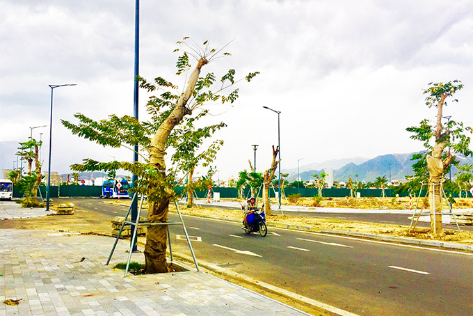 Hệ thống cây xanh trong khu đô thị thuộc sân bay Nha Trang tuy đẹp nhưng thiếu an toàn.