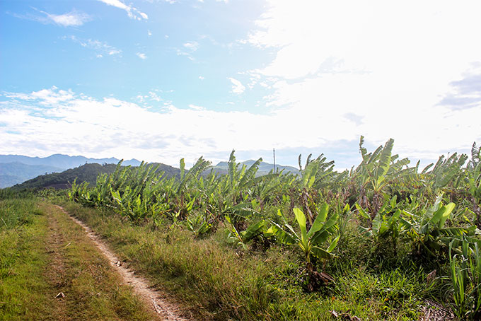 Xã Diên Thọ: Đầu tư sản xuất nông nghiệp công nghệ cao
