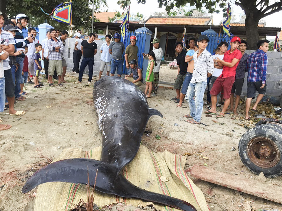 Cá Voi nặng 2,5 tấn dạt vào bờ biển Vạn Hưng, Vạn Ninh.