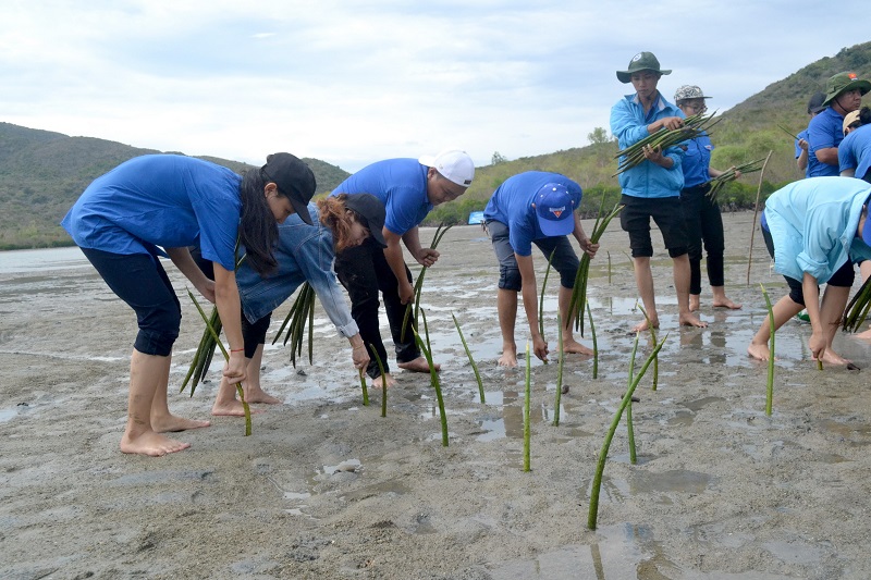 Trồng mới 1 ha rừng ngập mặn tại đảo Đầm Bấy