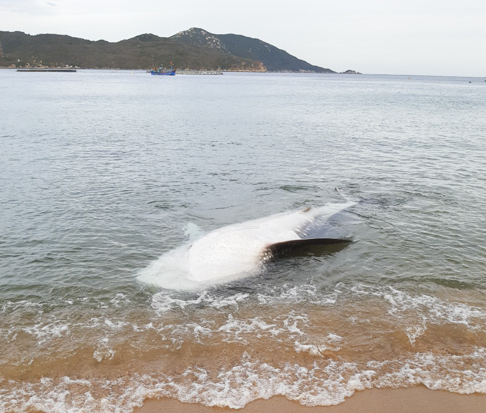 Cá voi sứa bị chết dạt vào vùng biển Khải Lương, Vạn Thạnh.