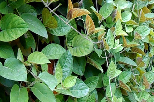 Công dụng chữa bệnh từ lá mơ