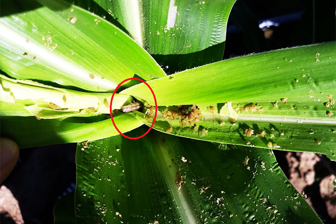 213 ha bắp bị sâu keo mùa thu gây hại