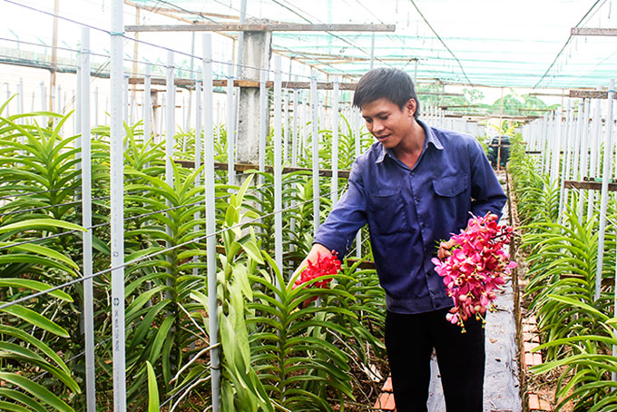 Trung tâm Nông nghiệp công nghệ cao đã nhân giống thành công nhiều giống hoa lan nhiệt đới.