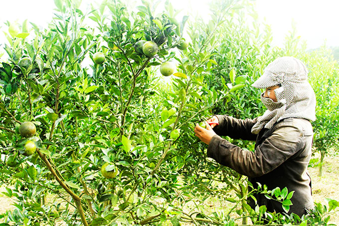 Phụ nữ giúp nhau làm kinh tế