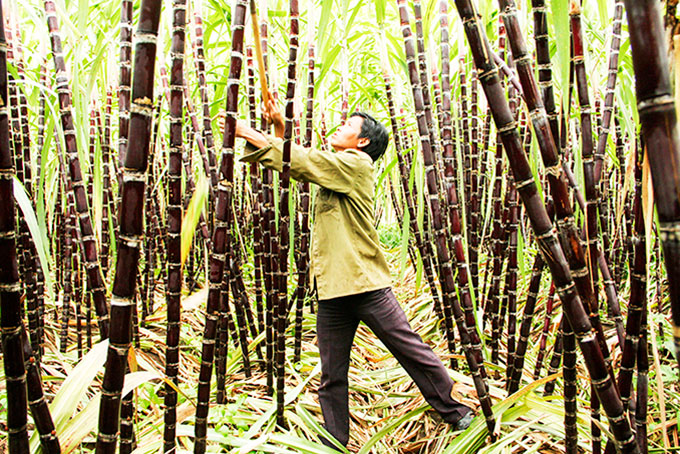 Đồng bào dân tộc thiểu số huyện Khánh Sơn chăm sóc cây mía tím.  