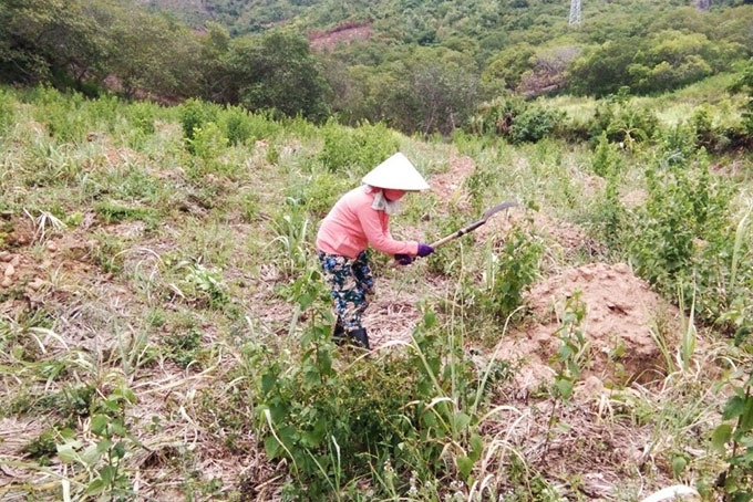 Tổ viên thôn Tân An chăm sóc vườn đồi.  