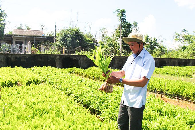 Tiến độ trồng rừng chậm