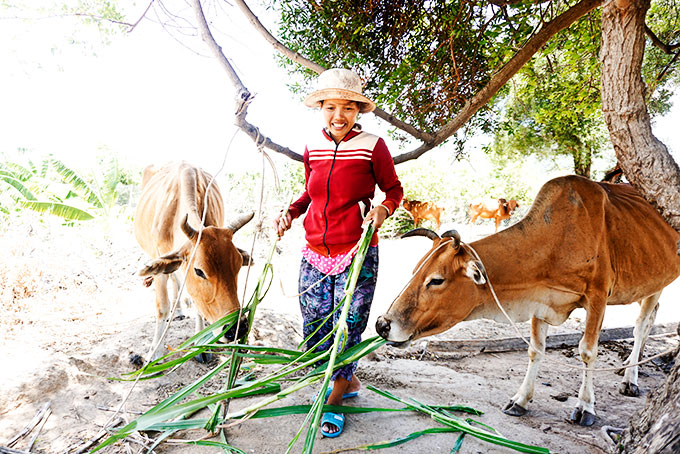 Chị Thị Phượng (xã Cam Thịnh Tây) vay vốn nuôi bò.