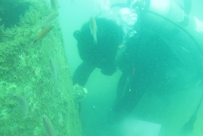 Khu rạn nhân tạo vịnh Nha Trang: Sinh vật đáy ngày càng trù phú