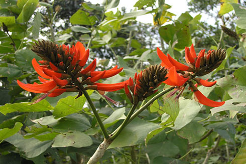 Lá vông nem - Vị thuốc an thần kinh